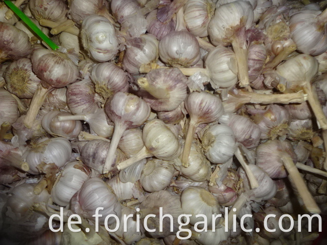 Regular White Garlic